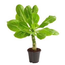 Hawaii Palme
