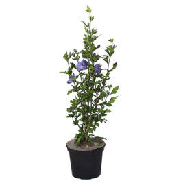 Heckenpflanzen